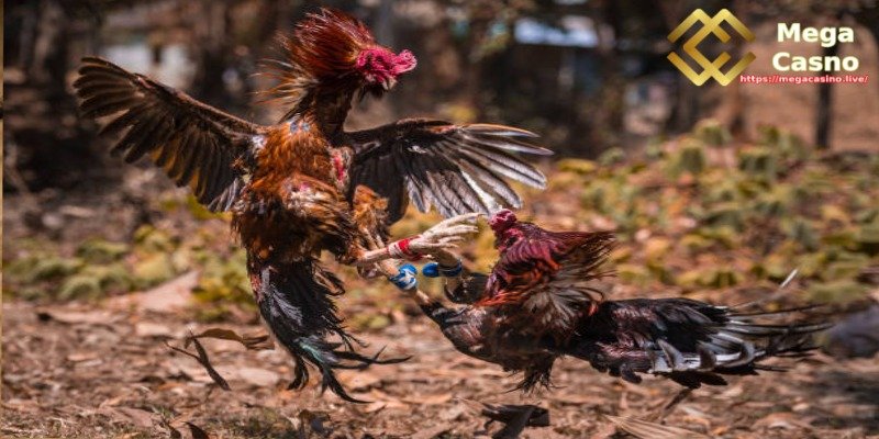 Cambodian Cockfighting