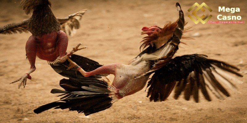 Knife Spur Cockfighting